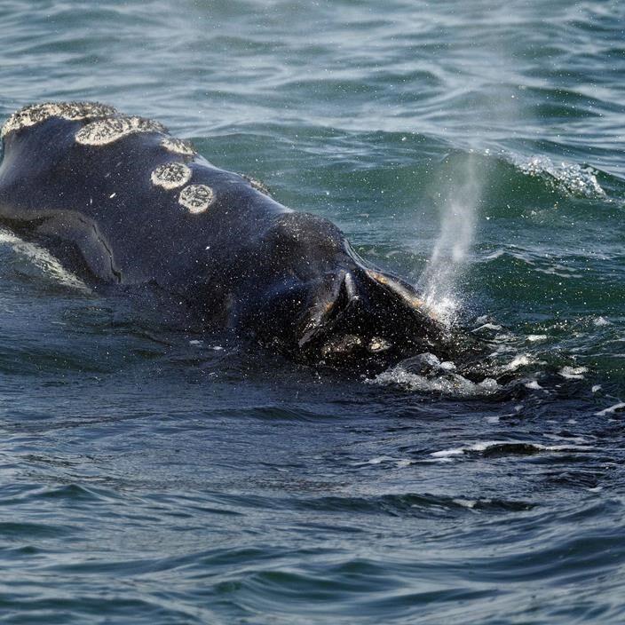 Vanishing whale's decline worse than previously thought, feds say